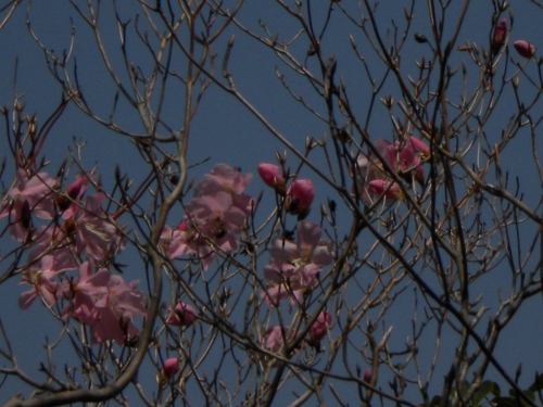 アケボノツツジ