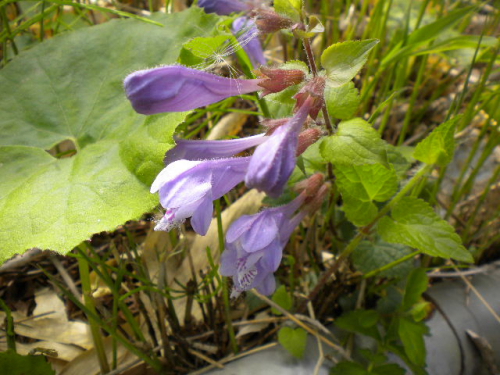 ラショウモンカズラ
