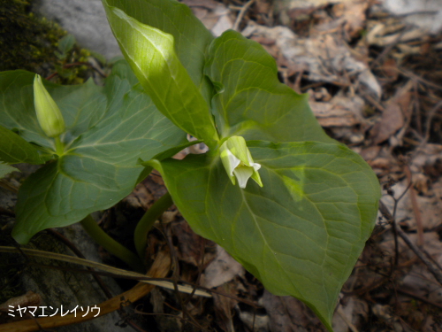 ミヤマエンレイソウ