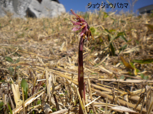 ショウジョウバカマ
