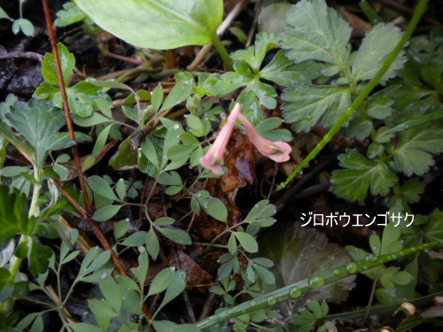 ジロボウエンゴサク