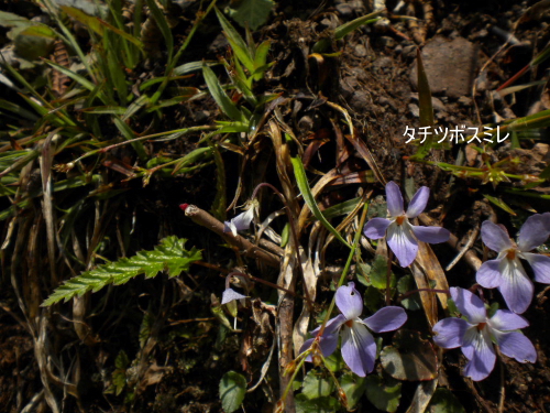 タチツボスミレ
