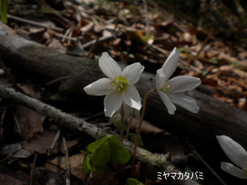 ミヤマカタバミ