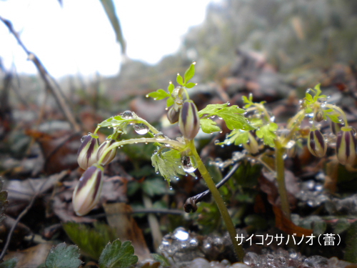 サイコクサバノオ蕾