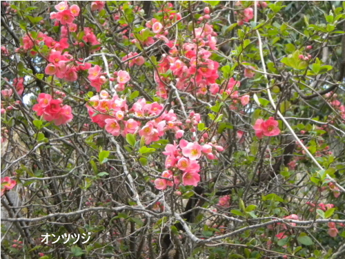 オンツツジ