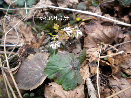 サイコクサバノオ花