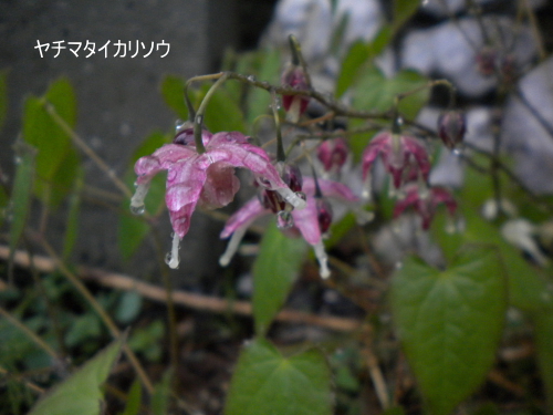 ヤチマタイカリソウ