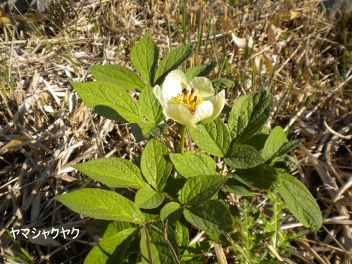 ヤマシャクヤク