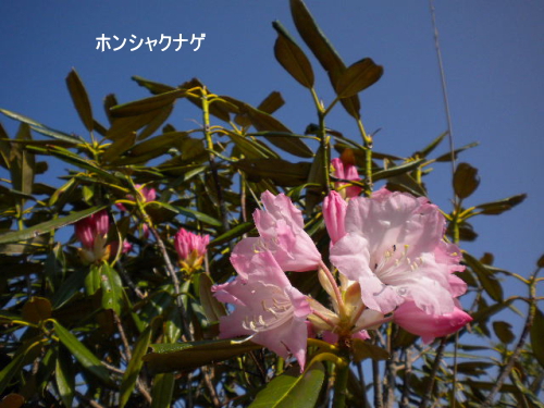 ホンシャクナゲ