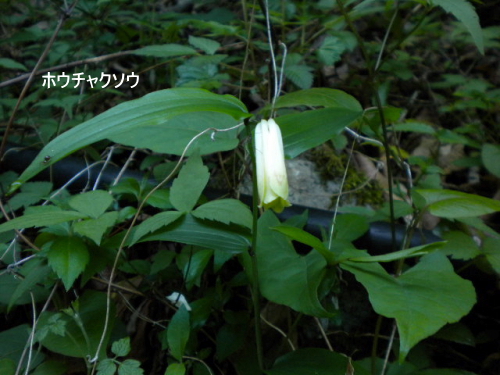 ホウチャクソウ