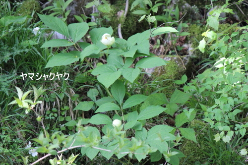 ヤマシャクヤク