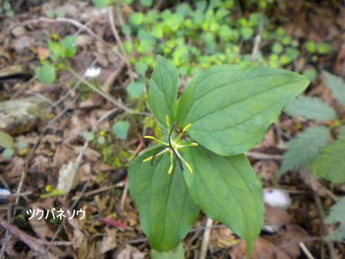 ツクバネソウ