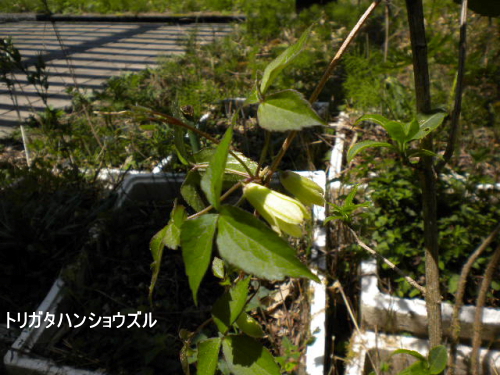 トリガタハンショウヅル