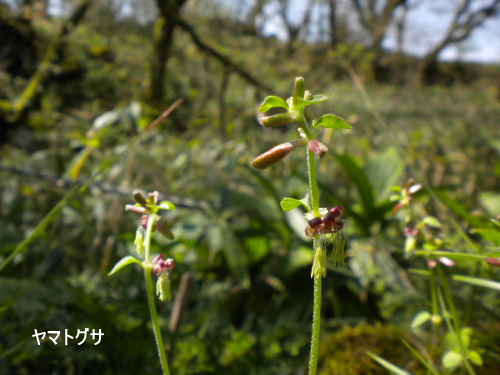 ヤマトグサ