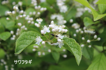 サワフタギ