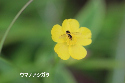 ウマノアシガタ