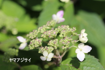 ヤマアジサイ
