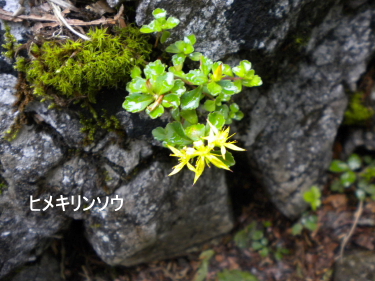 ヒメキリンソウ