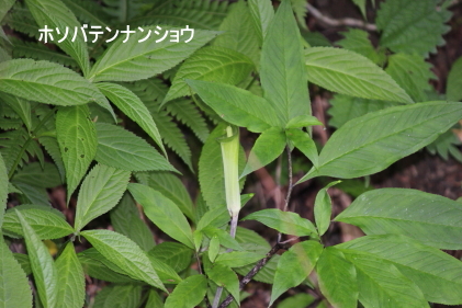 ホソバテンナンショウ