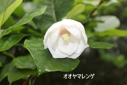 オオヤマレンゲ