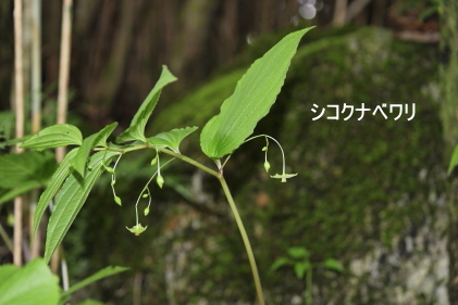 シコクナベワリ