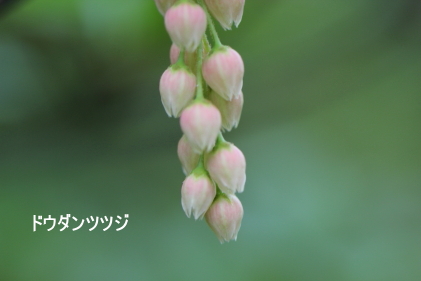 ベニドウダンツツジ