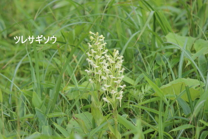 ツレサギソウ