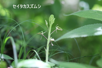 セイタカスズムシ