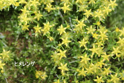 ヒメレンゲ