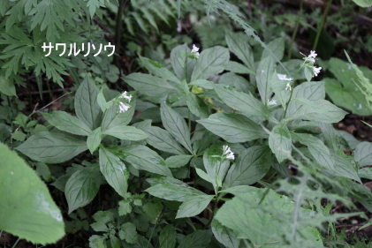 サワルリソウ