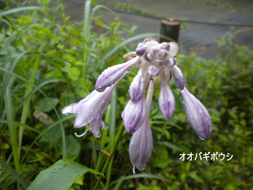 オオバギボウシ