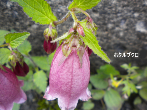 ホタルブクロ