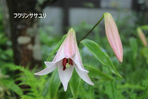 フクリンササユリ