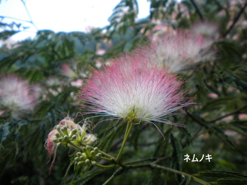 ネムノキ