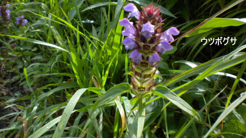 ウツボグサ