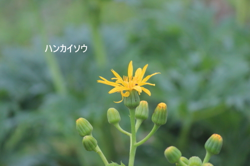 ハンカイソウ