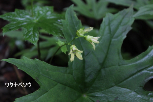 ワタナベソウ