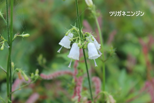 ツリガネニンジン