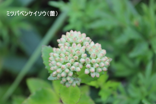 ミツバベンケイソウ蕾