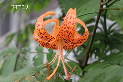 コオニユリ