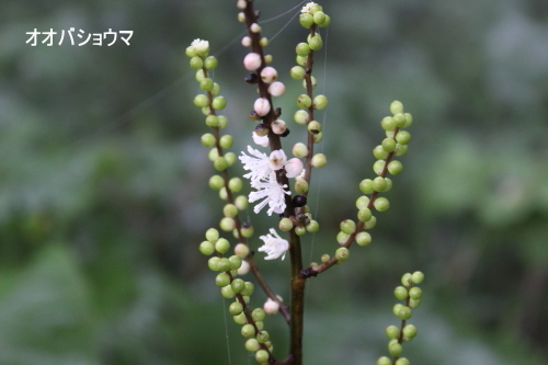 オオバショウマ