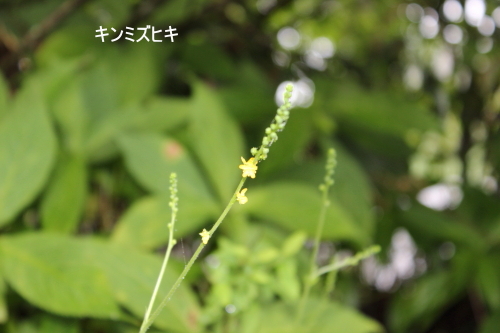 キンミズヒキ