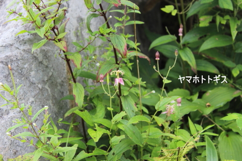 ヤマホトトギス