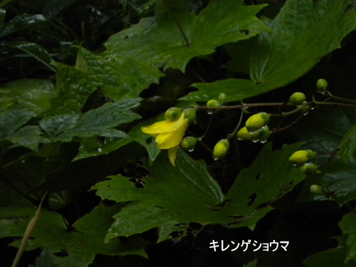 キレンゲショウマ