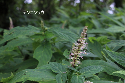 テンニンソウ
