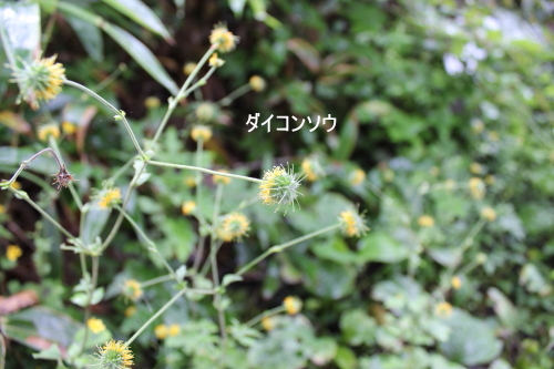 ダイコンソウ