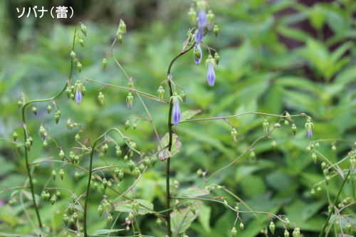ソバナ蕾