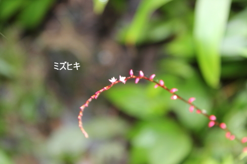 ミズヒキ