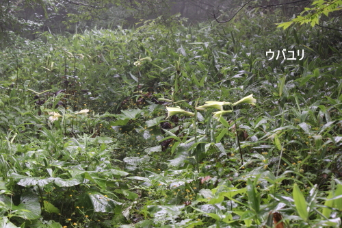 ウバユリ