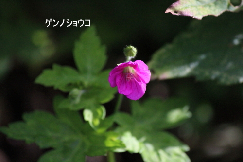 ゲンノショウコ